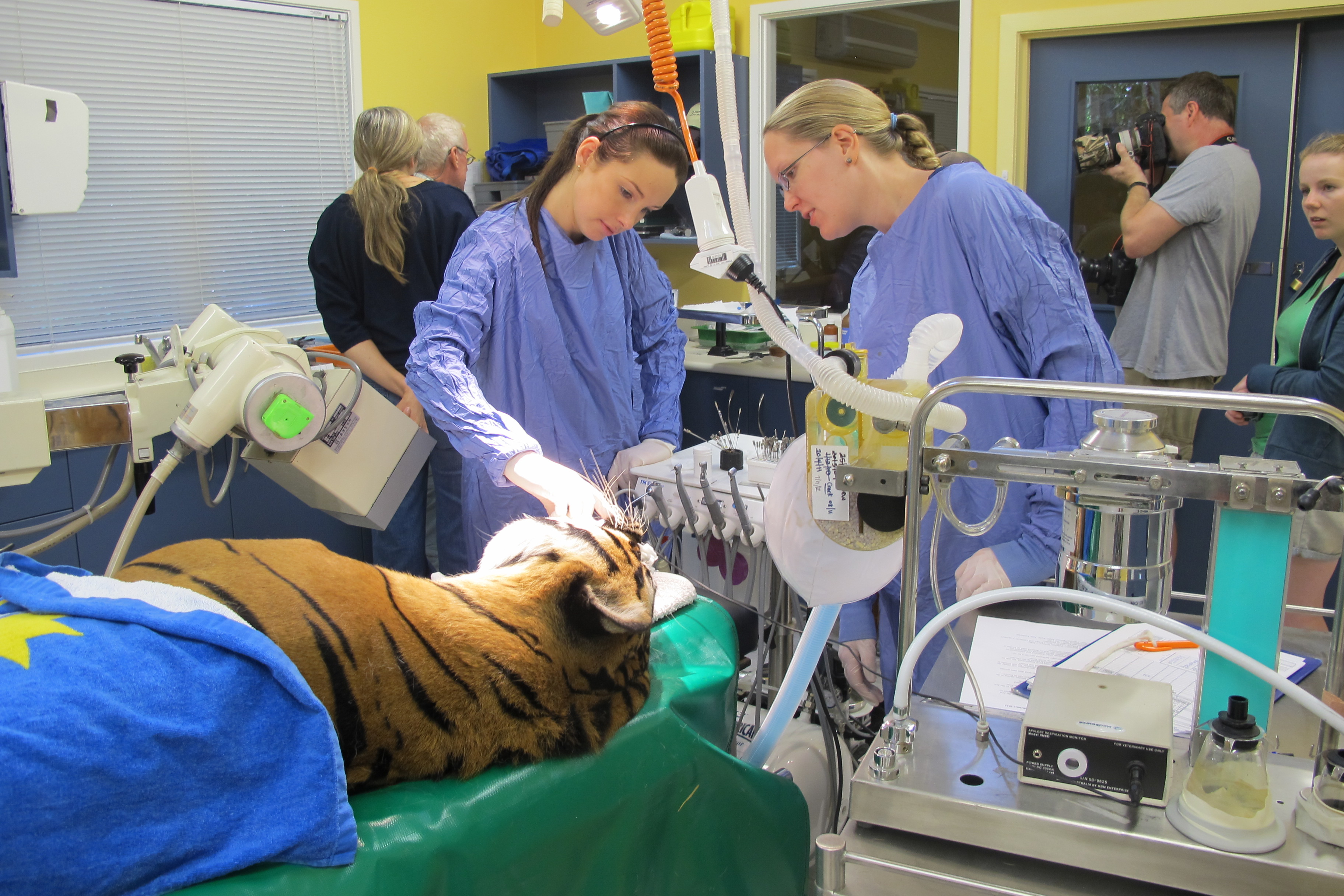 ZOO ANIMALS Auckland Vet Dentist