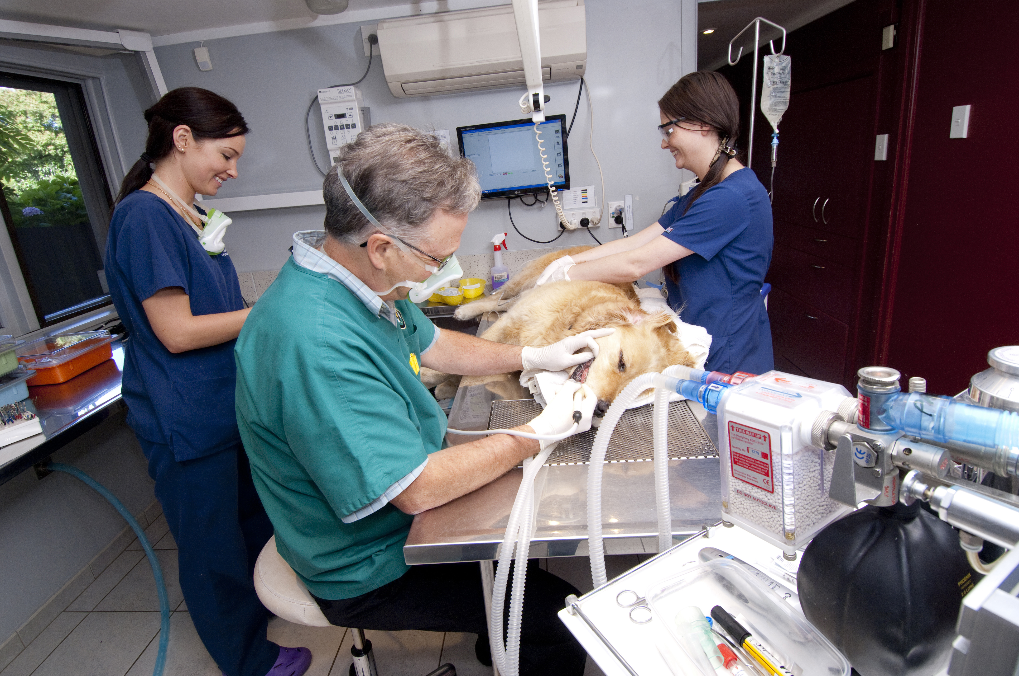 Home [www.aucklandvetdentist.co.nz]