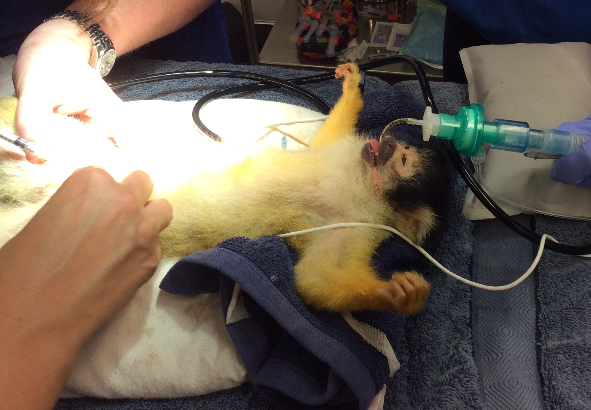 ZOO ANIMALS | Auckland Vet Dentist