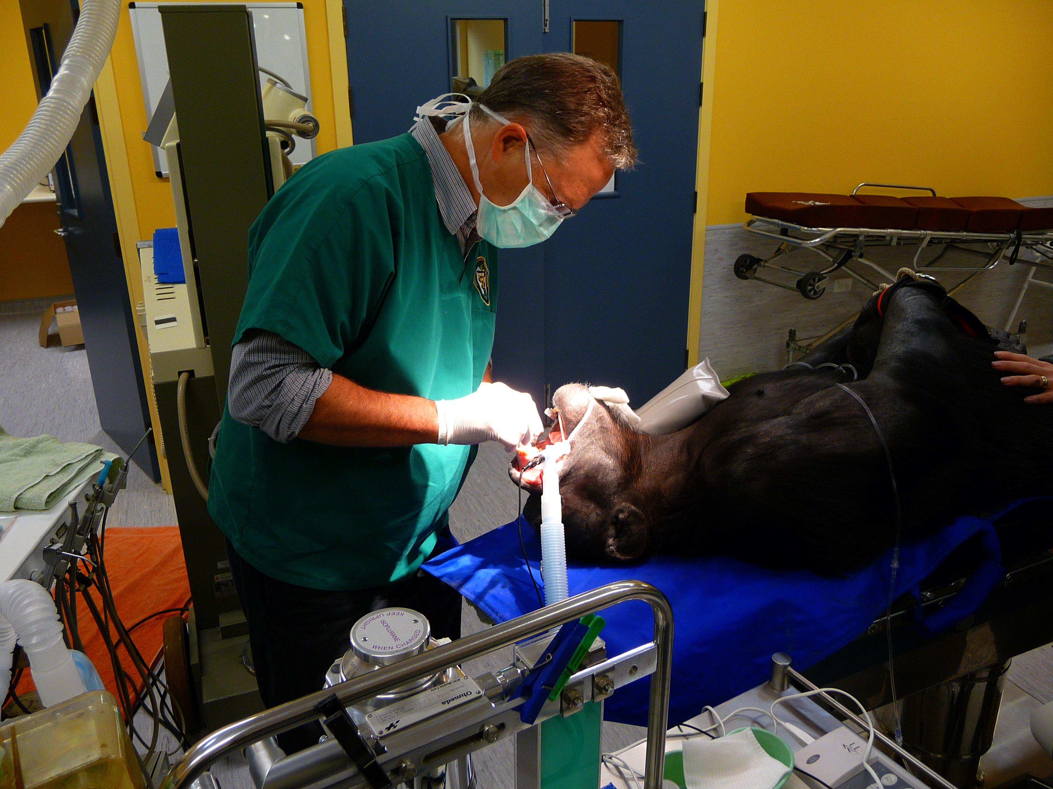 ZOO ANIMALS Auckland Vet Dentist
