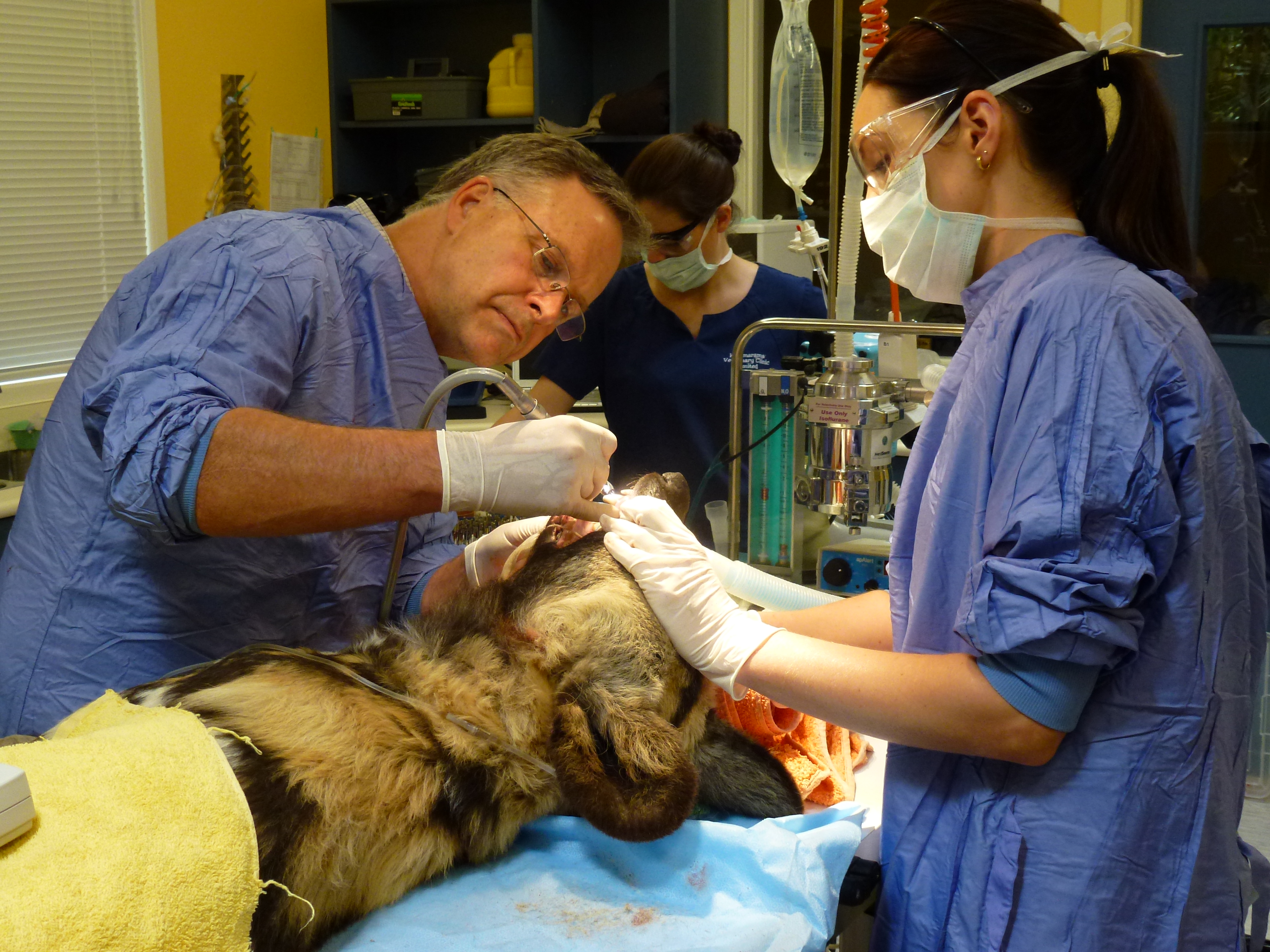 ZOO ANIMALS | Auckland Vet Dentist